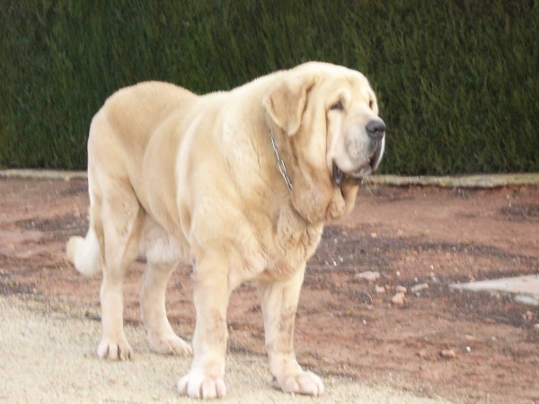 Alonso
Zagal de Laciana x Trufa de Trashumancia
Born: 31.10.2005 

Keywords: payuelos