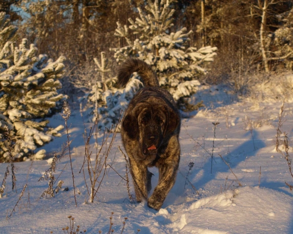 Julia Mastibe 
(Basil Mastiflanf X Goya Mastibe) 
Born: 20.12.2007
3. Winner Photo of January 2009 in Mastin Gallery
Keywords: zarmon snow nieve