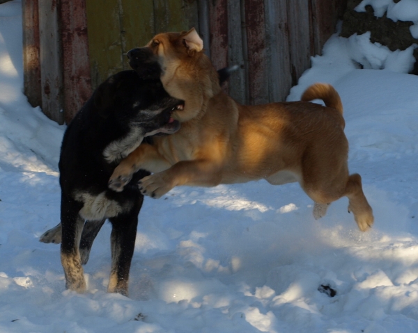 Playing in the snow...
Keywords: snownieve