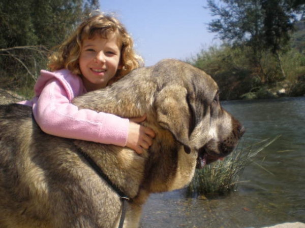 "MILO" (Onega de Campollano con Natalie en el Rio de VELEZ BENAUDALLA, en el dia que celebro la monografica.
MILO,( pedigree name.. ONEGA DE CAMPOLLANO) at the river in Velez Benaudalla GRANADA, at the monographic show. 

Keywords: mastalaya kids