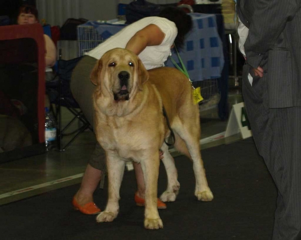 Jorgito Tornado Erben (Simba): EXC 1, LT CAC, CACIB, Best Male, BALTIC WINNER 2008, BOB - Open Class Males, "Baltic Winner 2008" 02.08.2008, Vilnius Lithuania 
- and: EXC 1, LT CAC, CACIB, Best Male, BOB - Open Class Males, 01.08.08 “VILNIUS SUMMER’ 2008’’

Druso de la Aljabara x Cassandra Tornado Erben)
Born: 26.06.2006 


Keywords: 2008 emastif