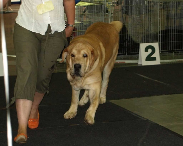 Jorgito Tornado Erben (Simba): EXC 1, LT CAC, CACIB, Best Male, BALTIC WINNER 2008, BOB - Open Class Males, "Baltic Winner 2008" 02.08.2008, Vilnius Lithuania 
- and: EXC 1, LT CAC, CACIB, Best Male, BOB - Open Class Males, 010.8.08 “VILNIUS SUMMER’ 2008’’

Druso de la Aljabara x Cassandra Tornado Erben)
Born: 26.06.2006 


Keywords: 2008 emastif