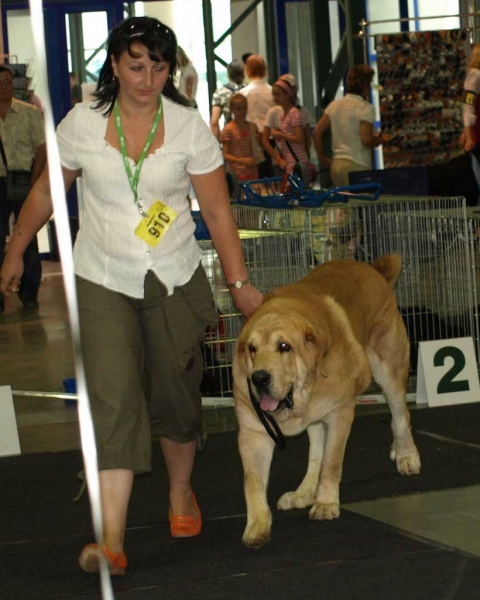 Jorgito Tornado Erben (Simba): EXC 1, LT CAC, CACIB, Best Male, BALTIC WINNER 2008, BOB - Open Class Males, 02.08.08  'Baltic Winner 2008', Vilnius Lithuania 
- and: EXC 1, LT CAC, CACIB, Best Male, BOB - Open Class Males, 010.8.08 “VILNIUS SUMMER’ 2008’’

Druso de la Aljabara x Cassandra Tornado Erben)
Born: 26.06.2006 


Keywords: 2008 emastif