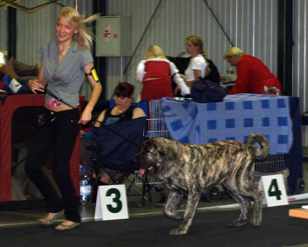 Julia Mastibe: Very Promising 1, BOB Puppy - Puppy Class Females, "Baltic Winner 2008" 02.08.2008, Vilnius Lithuania 
- and: Very Promising 1, BOB Puppy - Puppy Class Females, 01.08.08 “VILNIUS SUMMER’ 2008’’ 

(Basil Mastifland x Goya Mastibe)
Born: 20.12.2007
Keywords: 2008 zarmon