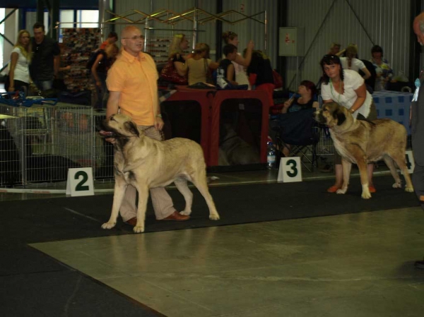 Esencia Fre-Su : EXC 2, Best Female 3 & Motley House Extreem Qween: EXC 1, LT CAC, CACIB, Best Female, BALTIC WINNER 2008, BOS - Open Class Females, "Baltic Winner 2008"  02.08.2008, Vilnius Lithuania 
- and Motley House Extreem Qween: EXC 1, LT CAC, CACIB, Best Female 2 - Open Class Females, 01.08.08 “VILNIUS SUMMER’ 2008’’ 

Keywords: 2008