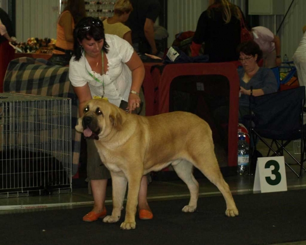 Rambo z Doliny Czarney Wody: EXC 1, JCAC, Baltic Junior Winner, Best Junior 2, "Baltic Winner 2008" 02.08.2008, Vilnius Lithuania 
- and: EXC 1, JCAC, Best Junior 2 - Junior Class Males, 01.08.08 “VILNIUS SUMMER’ 2008’’ 

(Druso de La Aljabara x Rosa Z Karolewska)
Born 29.05.2007 

Keywords: 2008