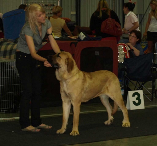 Charisma Zaark Mastibe: EXC 1, BOB Junior, LV JCAC, Best Female 2, BALTIC JUNIOR WINNER 2008 - Junior Class Females, Baltic Winner 2008 - 02.08.2008, Vilnius Lithuania 
- and: EXC 1, BOB Junior, LV JCAC, Best Female, BOS - Junior Class Females,  01.08.08 “VILNIUS SUMMER’ 2008’’ 

(ICH. Arak z Kraje Sokolu x ICH. Amiga Zazi Bis Mastibe)
Born: 22.07.2007 

Keywords: 2008 zarmon