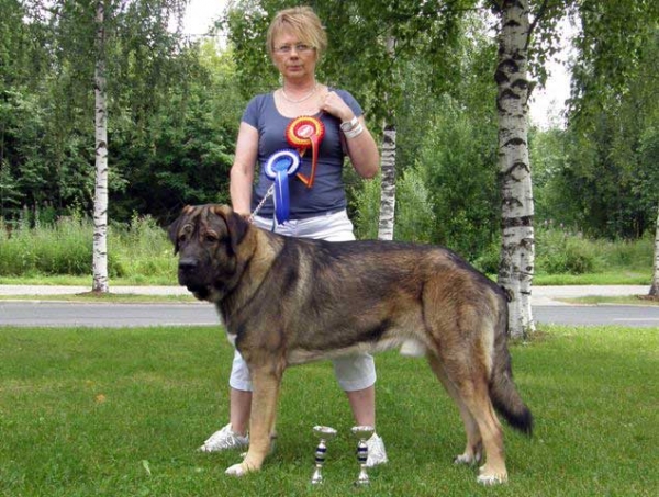 Muscular Azlan El Mundo: BOB, National Dog Show, Kuopio, Finland - 03.08.2008
(DRAKON BEARK CERNY LEVHART x ZUZOZONZO ZUFOLODEZANZARA)

Breeder: Vappu & Minna Multanen, kennel MUSCULAR, Finland
Owner: Anne Hiekkala-Häkkinen, Finland
Keywords: 2008 leona