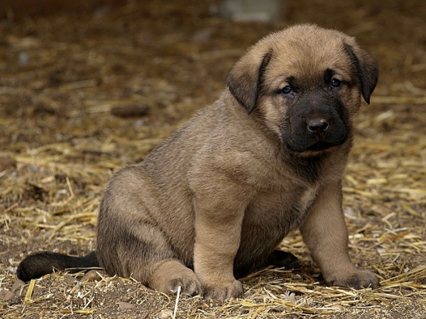 Cachorro de Mastín Leonés de Neska (Agosto 2007)
