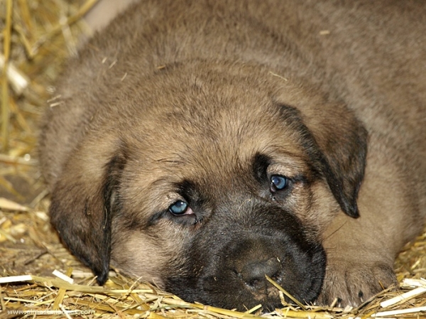 Cachorro de Mastín Leonés de Neska (Agosto 2007)
