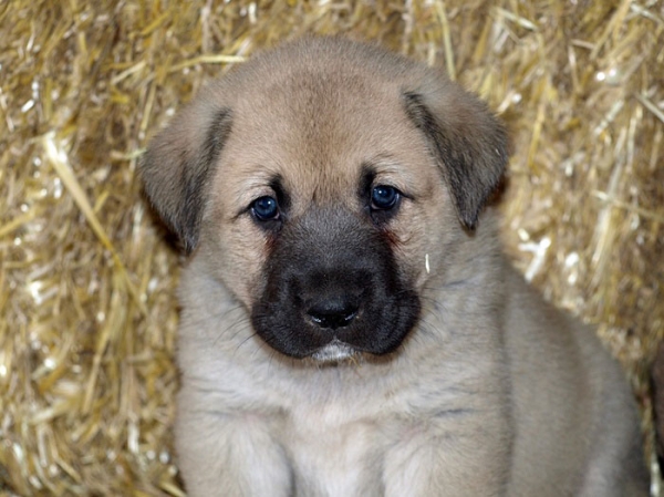 Cachorro de Mastín Leonés de Neska (Agosto 2007)
