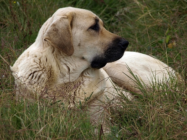 Neska, mastín leonés de Alija del Infantado (León)
