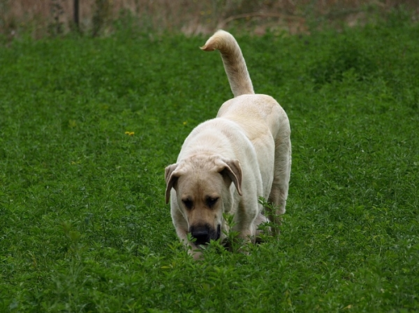 Neska, mastín leonés de Alija del Infantado (León)
