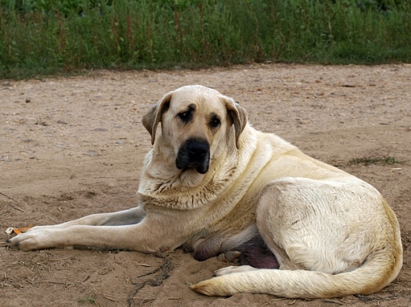 Neska, mastín leonés de Alija del Infantado (León)
