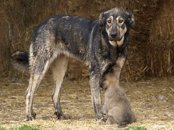 Leoni, cachorra de mastín leonés de Alija del Infantado (Septiembre 2007)
