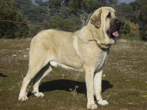 Tarquin de Galisancho - 23 meses
Pollero x Braña de Galisancho
Born: 05.12.2005

Keywords: alneyo