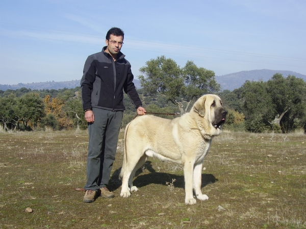 Raul y Tarquin de Galisancho - 02-12-2007
Pollero x Braña de Galisancho
Born: 05.12.2005

Keywords: alneyo