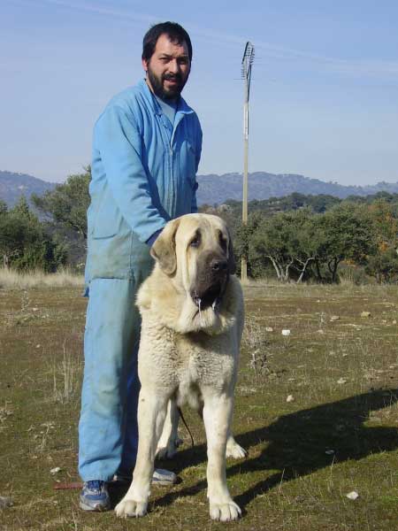 Alberto y Tarquin de Galisancho 2-12-2007
Pollero x Braña de Galisancho
Born: 05.12.2005

Keywords: alneyo