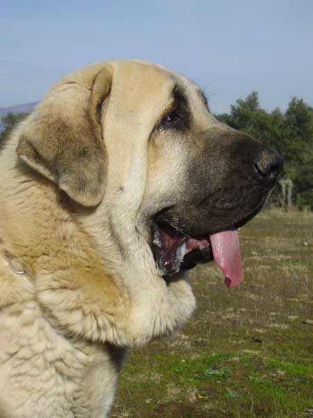 Tarquin de Galisancho
Pollero x Braña de Galisancho
Born: 05.12.2005

Keywords: alneyo head portrait cabeza