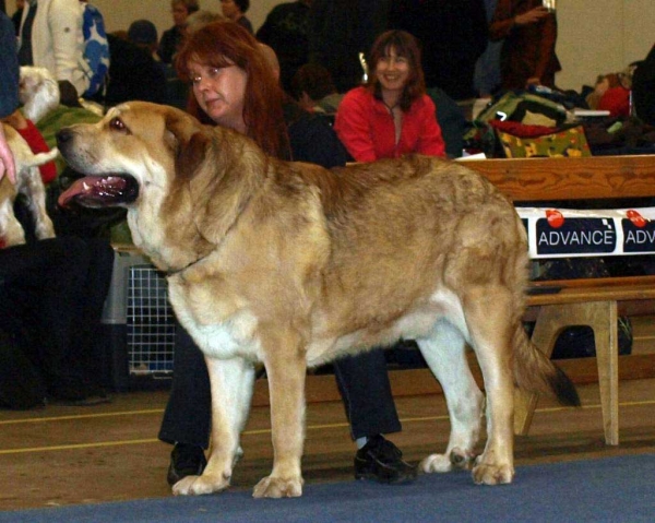 Muscular Magnifico Perro: Exc. 1, FINNISH JUNIOR WINNER 2008, Best Male 1, CAC, FINNISH WINNER 2008, BOS - Junior Class Males, International Dog Show "FINNISH WINNER 2008", Helsinki, Finland - 14.12.2008
(Drakon Beark Cerny Levhart x Zuzozonzo Zufolodezanzara) 
Born: 04.07.2007
Keywords: 2008
