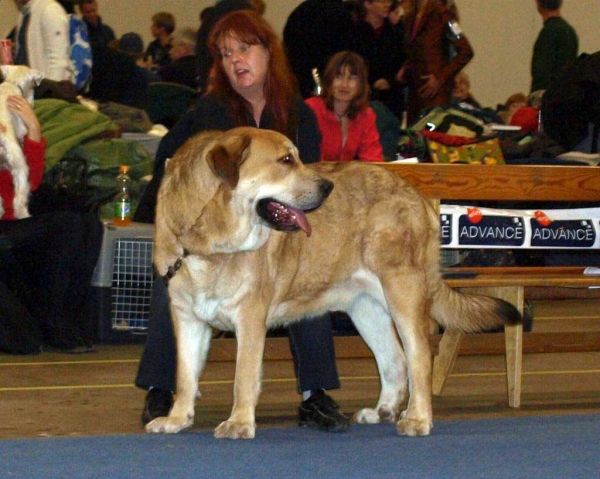 Muscular Magnifico Perro: Exc.1, FINNISH JUNIOR WINNER 08, Best Male 1, CAC, FINNISH WINNER 08 , International Dog Show "FINNISH WINNER 2008", Helsinki, Finland - 14.12.2008
(Drakon Beark Cerny Levhart x Zuzozonzo Zufolodezanzara) - Born: 04.07.2007
Keywords: 2008