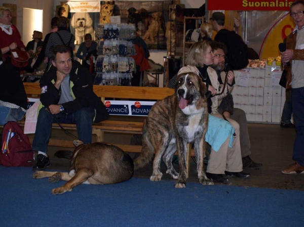 Trasgu de Abarrio: Very Good 3 - Junior Class Males, International Dog Show "FINNISH WINNER 2008", Helsinki, Finland - 14.12.2008
(Tigre de Ablanera x Sierra de La Vicheriza)
Born: 26.11.2007
Keywords: 2008