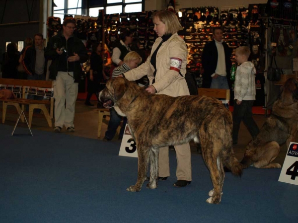 Trasgu de Abarrio: Very Good 3 - Junior Class Males, International Dog Show "FINNISH WINNER 2008", Helsinki, Finland - 14.12.2008
(Tigre de Ablanera x Sierra de La Vicheriza)
Born: 26.11.2007
Keywords: 2008