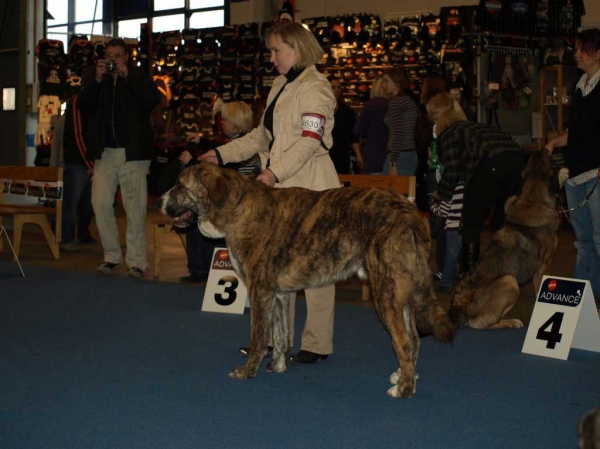 Trasgu de Abarrio: Very Good 3 - Junior Class Males, International Dog Show "FINNISH WINNER 2008", Helsinki, Finland - 14.12.2008
(Tigre de Ablanera x Sierra de La Vicheriza)
Born: 26.11.2007
Keywords: 2008