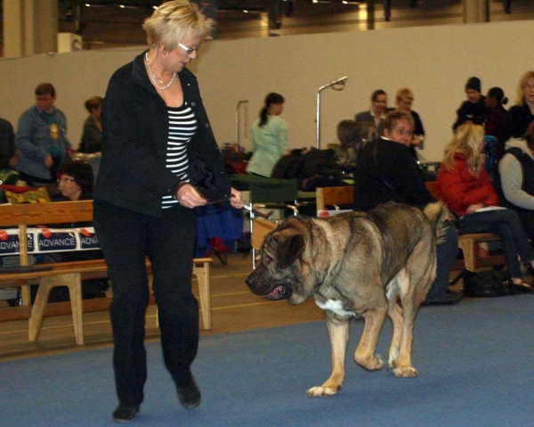 Muscular Azlan El Mundo: Sufficient - Junior Class Males, International Dog Show "FINNISH WINNER 2008", Helsinki, Finland - 14.12.2008
(Drakon Beark Cerny Levhart x Zuzozonzo Zufolodezanzara)
Born: 04.07.2007
Keywords: 2008