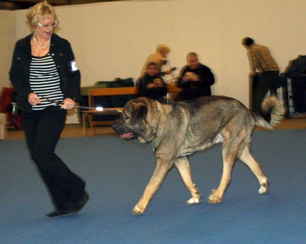 Muscular Azlan El Mundo: Sufficient - Junior Class Males, International Dog Show "FINNISH WINNER 2008", Helsinki, Finland - 14.12.2008
(Drakon Beark Cerny Levhart x Zuzozonzo Zufolodezanzara)
Born: 04.07.2007
Keywords: 2008