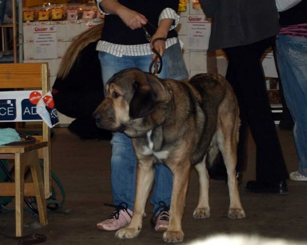 Harem Ulmaf Palosammal: Very Good 3 - Junior Class Females, International Dog Show "FINNISH WINNER 2008", Helsinki, Finland - 14.12.2008
(Drakon Beark Cerny Levhart x Fortuna of The Witches Meltingpot)
Born: 02.12.2007
Keywords: 2008