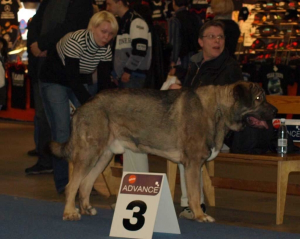 Muscular Azlan El Mundo: Sufficient - Junior Class Males, International Dog Show "FINNISH WINNER 2008", Helsinki, Finland - 14.12.2008
(Drakon Beark Cerny Levhart x Zuzozonzo Zufolodezanzara)
Born: 04.07.2007
Keywords: 2008