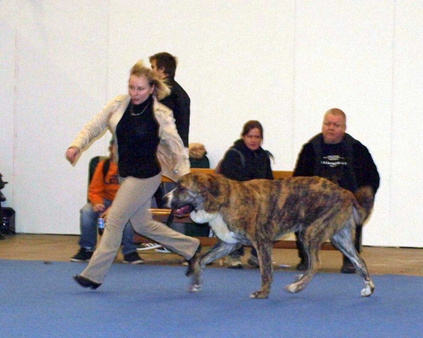 Trasgu de Abarrio: Very Good 3 - Junior Class Males, International Dog Show "FINNISH WINNER 2008", Helsinki, Finland - 14.12.2008
(Tigre de Ablanera x Sierra de La Vicheriza)
Born: 26.11.2007
Keywords: 2008