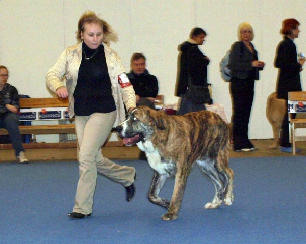 Trasgu de Abarrio: Very Good 3 - Junior Class Males, International Dog Show "FINNISH WINNER 2008", Helsinki, Finland - 14.12.2008
(Tigre de Ablanera x Sierra de La Vicheriza)
Born: 26.11.2007
Keywords: 2008