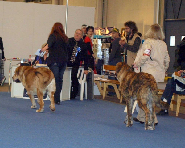 Trasgu de Abarrio: Very Good 3 - Junior Class Males, International Dog Show "FINNISH WINNER 2008", Helsinki, Finland - 14.12.2008
(Tigre de Ablanera x Sierra de La Vicheriza)
Born: 26.11.2007
Keywords: 2008
