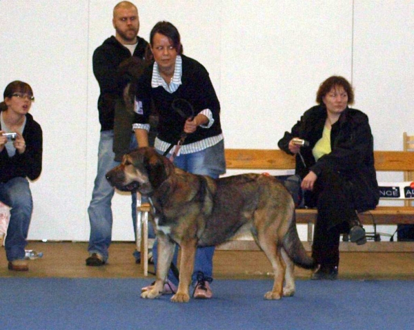 Harem Ulmaf Palosammal: Very Good 3 - Junior Class Females, International Dog Show "FINNISH WINNER 2008", Helsinki, Finland - 14.12.2008
(Drakon Beark Cerny Levhart x Fortuna of The Witches Meltingpot)
Born: 02.12.2007
Keywords: 2008