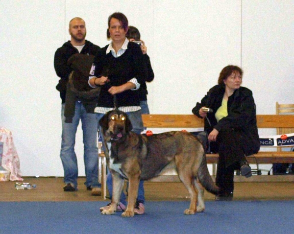 Harem Ulmaf Palosammal: Very Good 3 - Junior Class Females, International Dog Show "FINNISH WINNER 2008", Helsinki, Finland - 14.12.2008
(Drakon Beark Cerny Levhart x Fortuna of The Witches Meltingpot)
Born: 02.12.2007
Keywords: 2008