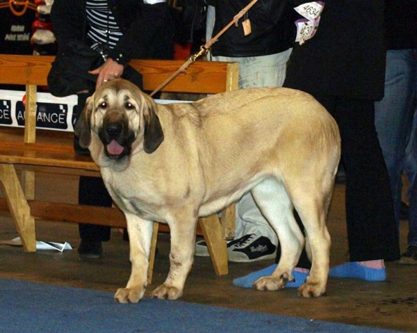 Penelope Tornado Erben:  Exc. 2, Best Female 4 - Junior Class Females, International Dog Show "FINNISH WINNER 2008", Helsinki, Finland - 14.12.2008
(Ramonet x Florita Maja Tornado Erben)
Born: 01.03.2008
Keywords: 2008