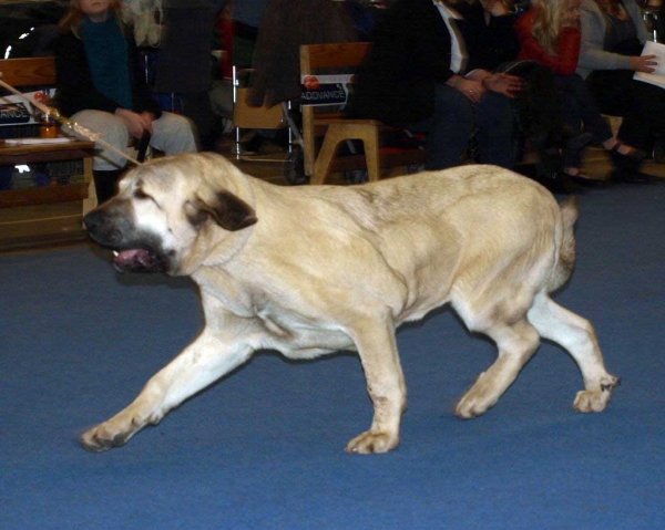 Penelope Tornado Erben:  Exc. 2, Best Female 4 - Junior Class Females, International Dog Show "FINNISH WINNER 2008", Helsinki, Finland - 14.12.2008
(Ramonet x Florita Maja Tornado Erben)
Born: 01.03.2008
Keywords: 2008