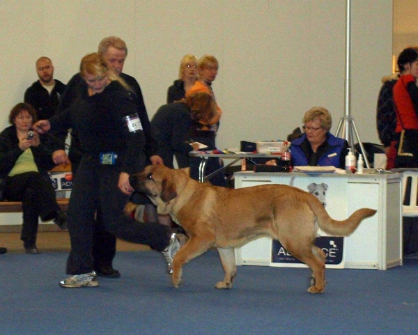 Charisma Zaark Mastibe: Exc. 2 - Intermediate Class Females, International Dog Show "FINNISH WINNER 2008", Helsinki, Finland - 14.12.2008
(Arak Z Kraje Sokolu x Amiga Zazi Bis Mastibe)
Born: 22.07.2007
Keywords: 2008