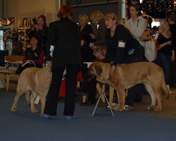 Charisma Zaark Mastibe: Exc. 2 - Intermediate Class Females, International Dog Show "FINNISH WINNER 2008", Helsinki, Finland - 14.12.2008
(Arak Z Kraje Sokolu x Amiga Zazi Bis Mastibe)
Born: 22.07.2007
Keywords: 2008