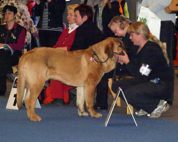 Charisma Zaark Mastibe: Exc. 2 - Intermediate Class Females, International Dog Show "FINNISH WINNER 2008", Helsinki, Finland - 14.12.2008
(Arak Z Kraje Sokolu x Amiga Zazi Bis Mastibe)
Born: 22.07.2007
Keywords: 2008