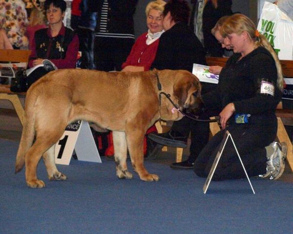 Charisma Zaark Mastibe: Exc. 2 - Intermediate Class Females, International Dog Show "FINNISH WINNER 2008", Helsinki, Finland - 14.12.2008
(Arak Z Kraje Sokolu x Amiga Zazi Bis Mastibe)
Born: 22.07.2007
Keywords: 2008