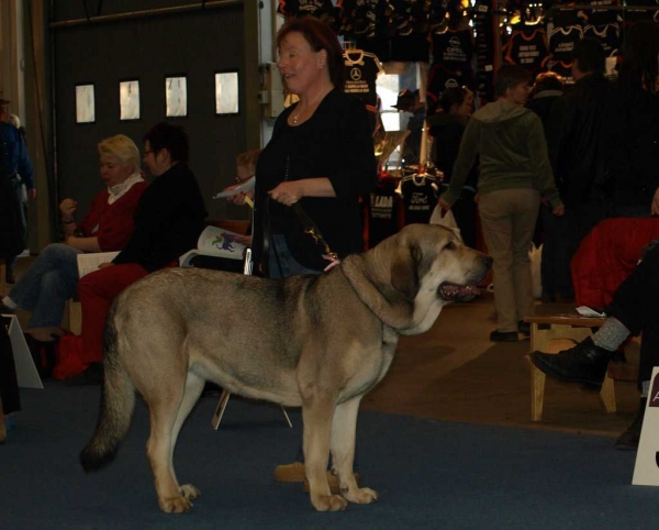 Lady Carla Tornado Erben: Exc. 1, Best Female 3 - Open Class Females, International Dog Show "FINNISH WINNER 2008", Helsinki, Finland - 14.12.2008
(Basil Mastifland x Florita Maja Tornado Erben)
Born: 13.12.2006
Keywords: 2008