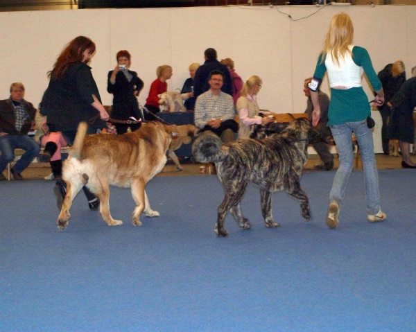 Julia Mastibe:  Exc. 1, FINNISH JUNIOR WINNER 2008, Best female 1, CAC, FINNISH WINNER 2008, *BOB* - Junior Class Females, International Dog Show "FINNISH WINNER 2008", Helsinki, Finland - 14.12.2008
(Basil Mastifland x Goya Mastibe)
Born: 20.12.2007
Keywords: 2008