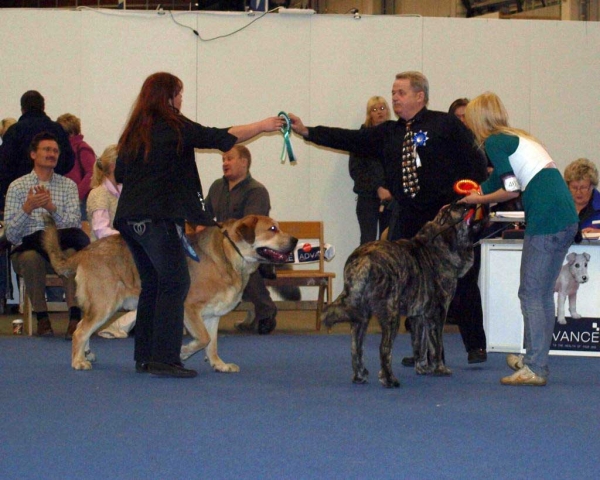 Julia Mastibe:  Exc. 1, FINNISH JUNIOR WINNER 2008, Best female 1, CAC, FINNISH WINNER 2008, *BOB* - Junior Class Females, International Dog Show "FINNISH WINNER 2008", Helsinki, Finland - 14.12.2008
(Basil Mastifland x Goya Mastibe)
Born: 20.12.2007
Keywords: 2008