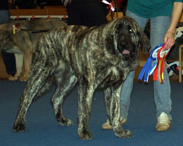 Julia Mastibe:  Exc. 1, FINNISH JUNIOR WINNER 2008, Best female 1, CAC, FINNISH WINNER 2008, *BOB* - Junior Class Females, International Dog Show "FINNISH WINNER 2008", Helsinki, Finland - 14.12.2008
(Basil Mastifland x Goya Mastibe) - Born: 20.12.2007

Keywords: 2008