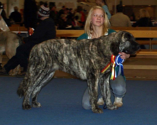 Julia Mastibe:  Exc. 1, FINNISH JUNIOR WINNER 2008, Best female 1, CAC, FINNISH WINNER 2008, *BOB* - Junior Class Females, International Dog Show "FINNISH WINNER 2008", Helsinki, Finland - 14.12.2008
(Basil Mastifland x Goya Mastibe)
Born: 20.12.2007
Keywords: 2008