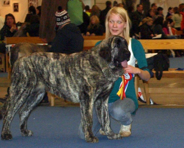 Julia Mastibe: Exc. 1, FINNISH JUNIOR WINNER 2008, Best Female 1, CAC, FINNISH WINNER 2008, *BOB* - Junior Class Females, International Dog Show "FINNISH WINNER 2008", Helsinki, Finland - 14.12.2008
(Basil Mastifland x Goya Mastibe)
Born: 20.12.2007
Keywords: 2008