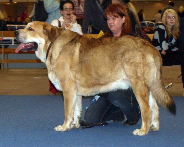 MUSCULAR MAGNIFICO PERRO Exc 1, FINNISH JUNIOR WINNER 2008, Best Male 1, CAC, FINNISH WINNER 2008, BOS - Junior Class Males, International Dog Show "FINNISH WINNER 2008", Helsinki, Finland - 14.12.2008 
(Drakon Beark Cerny Levhart x Zuzozonzo Zufolodezanzara)
Born: 04.07.2007
Breeder: Vappu Multanen - owner: Mervi ja Pirjetta Savio
Ključne reči: 2008